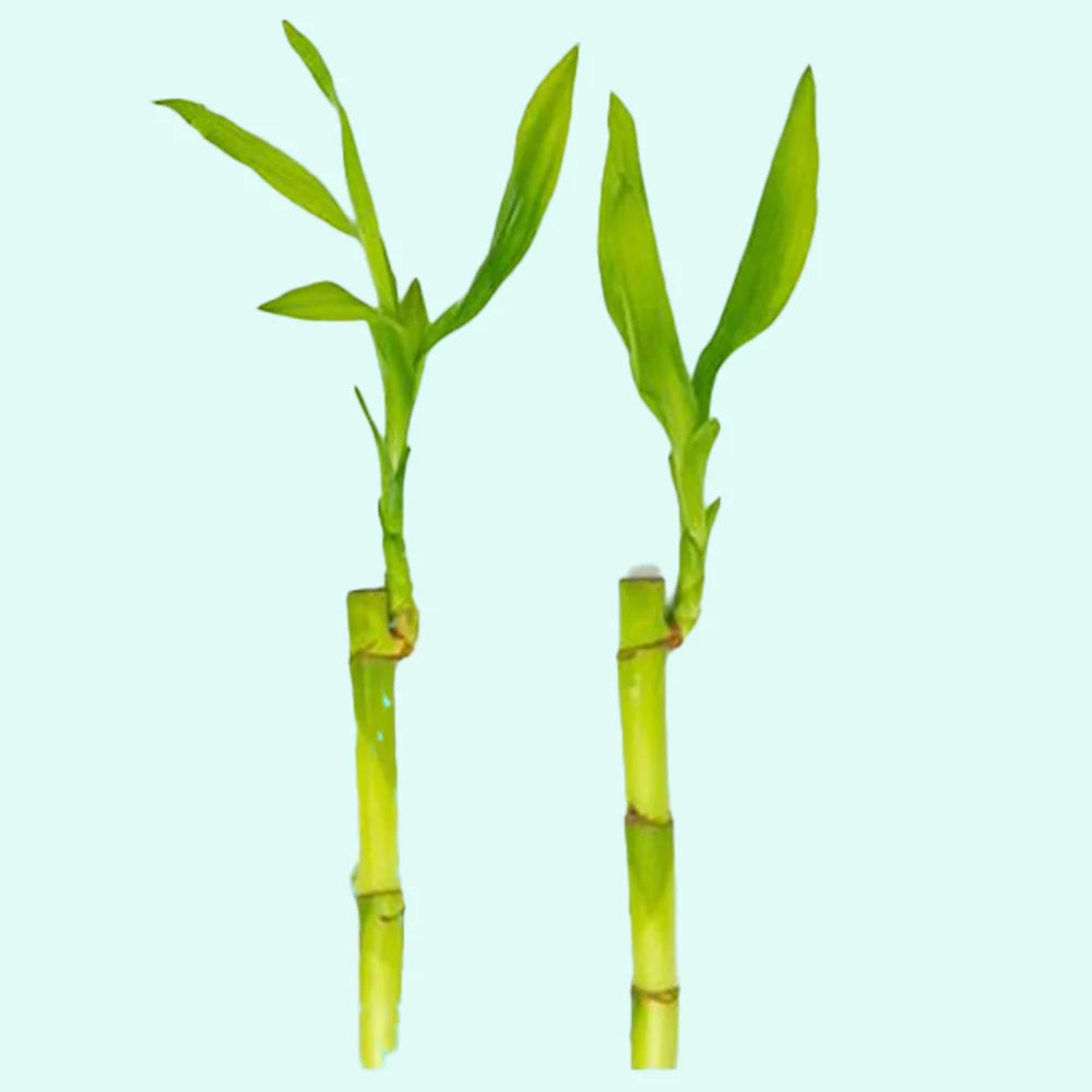 Lucky Bamboo - potted - 🟢 EASY