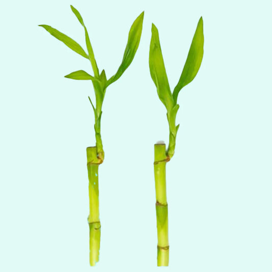 Lucky Bamboo - potted - 🟢 EASY