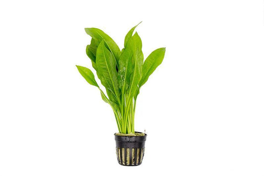 Amazon Sword Plant - 🟢 EASY
