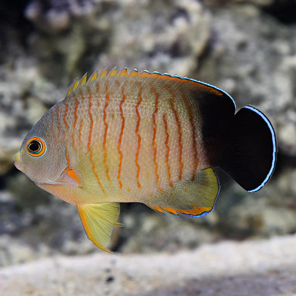 Red Stripe Eibli Dwarf Angelfish