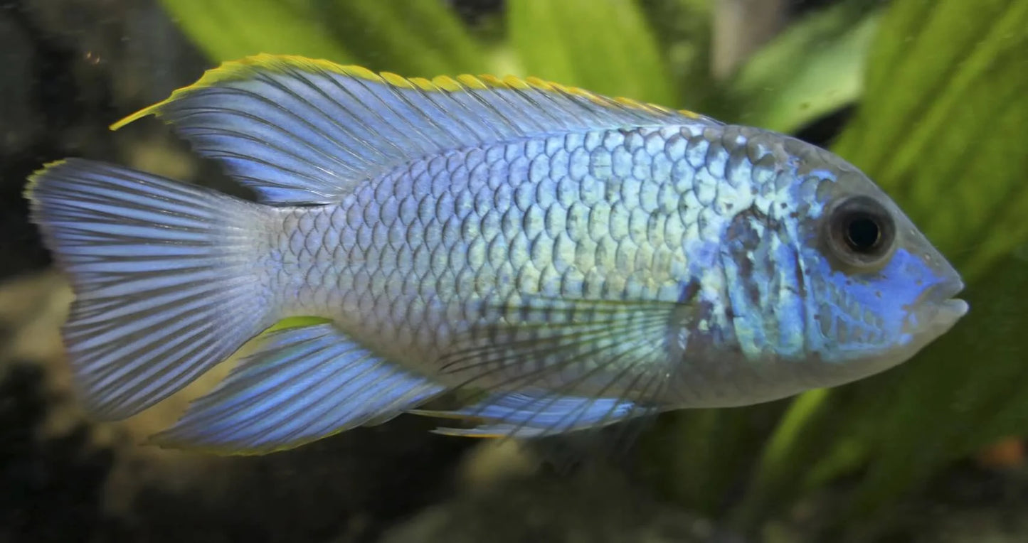 Cichlid - Electric Blue Acara