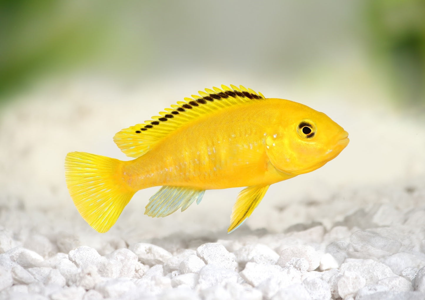 Cichlid - Yellow Lab