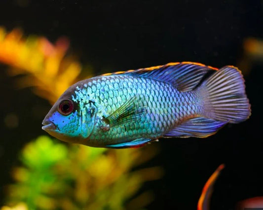 Cichlid - Electric Blue Acara