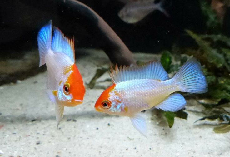 Powder Blue Ram - Locally Bred – Wet Pets Aquatics