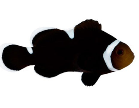 Extreme Misbar Darwin Ocellaris Clownfish