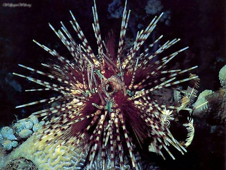 Zebra Urchin