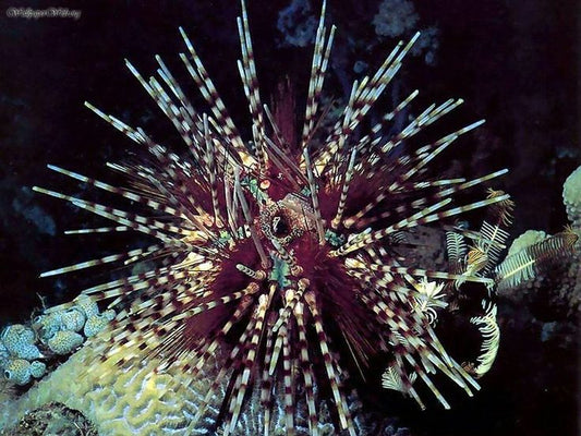 Zebra Urchin