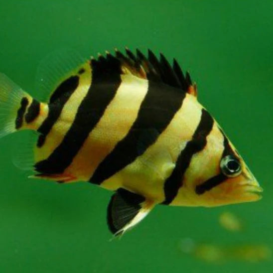 Borneo Tiger Datnoid