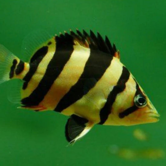 Borneo Tiger Datnoid