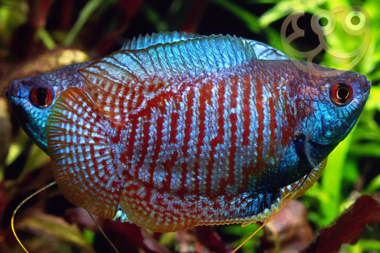 Assorted Fancy Dwarf Gourami - Male