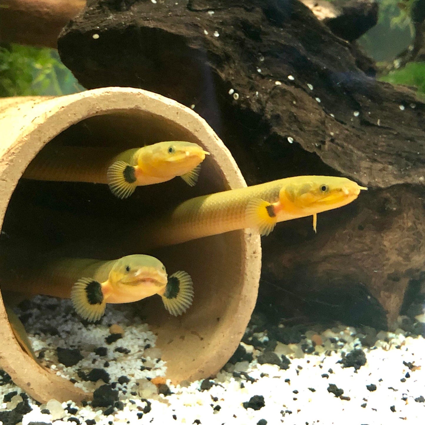 Ropefish