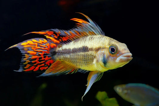 Apistogramma cacatuoides (Cockatoo Dwarf Cichlid)
