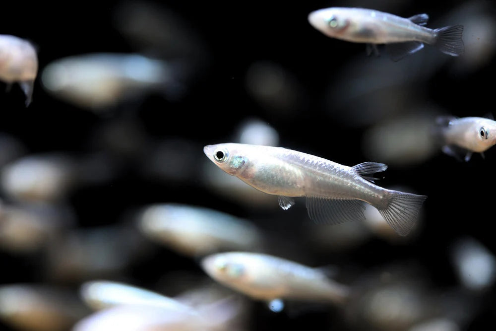 Platinum White Rice Fish