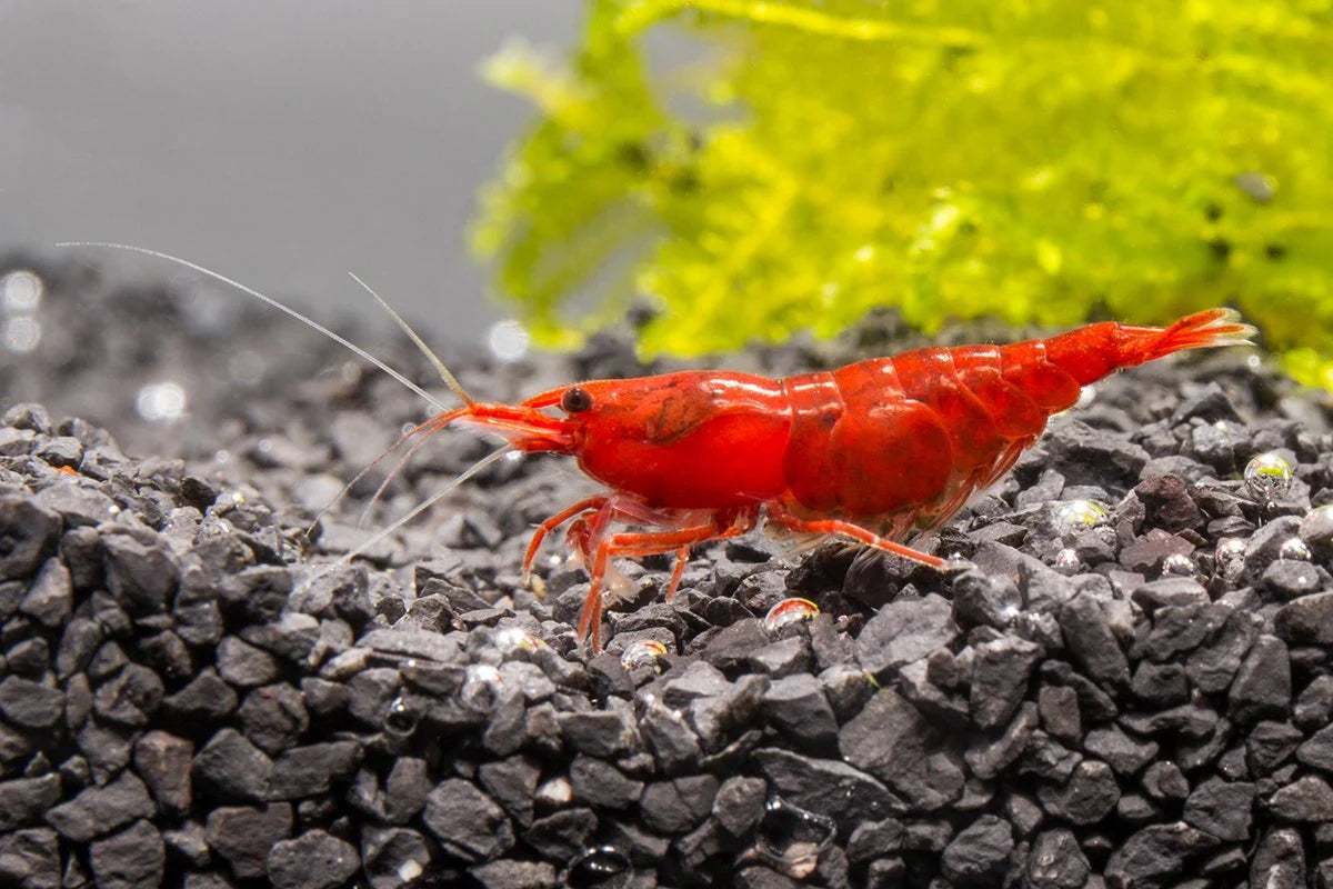 Fire Red Cherry Shrimp - Locally Bred