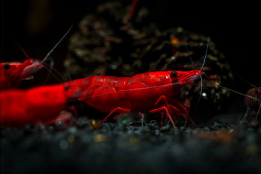 Fire Red Cherry Shrimp - Locally Bred