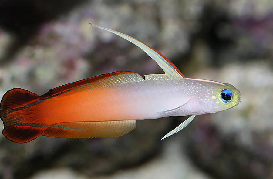Firefish – Wet Pets Aquatics