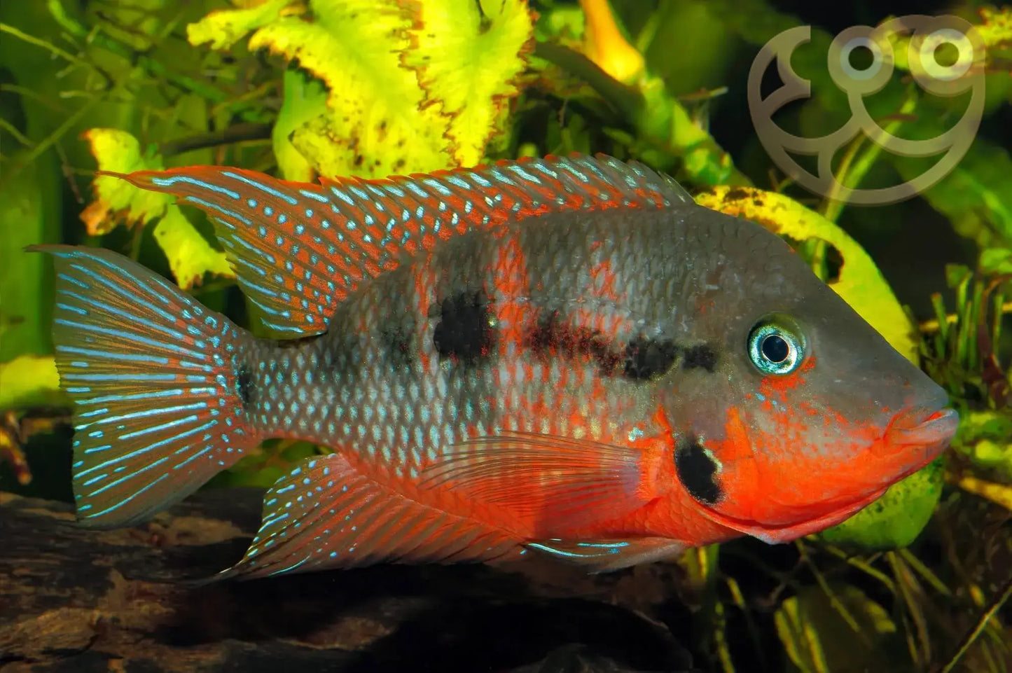 Firemouth Cichlid