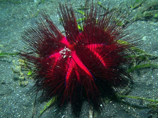 Rainbow / Fire Urchin