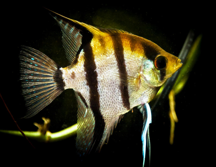 Angelfish - Mixed Colors