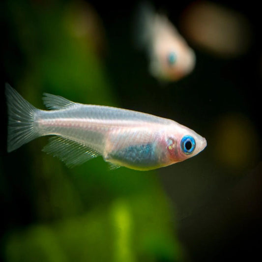 Platinum White Rice Fish