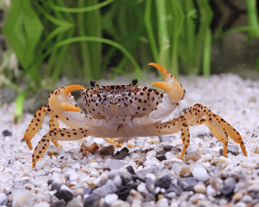 Panther Crab