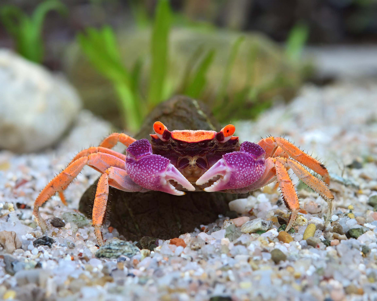 Disco Vampire Crab - Freshwater