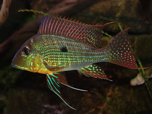 Cichlid - Eartheater Redstriped Surinamensis