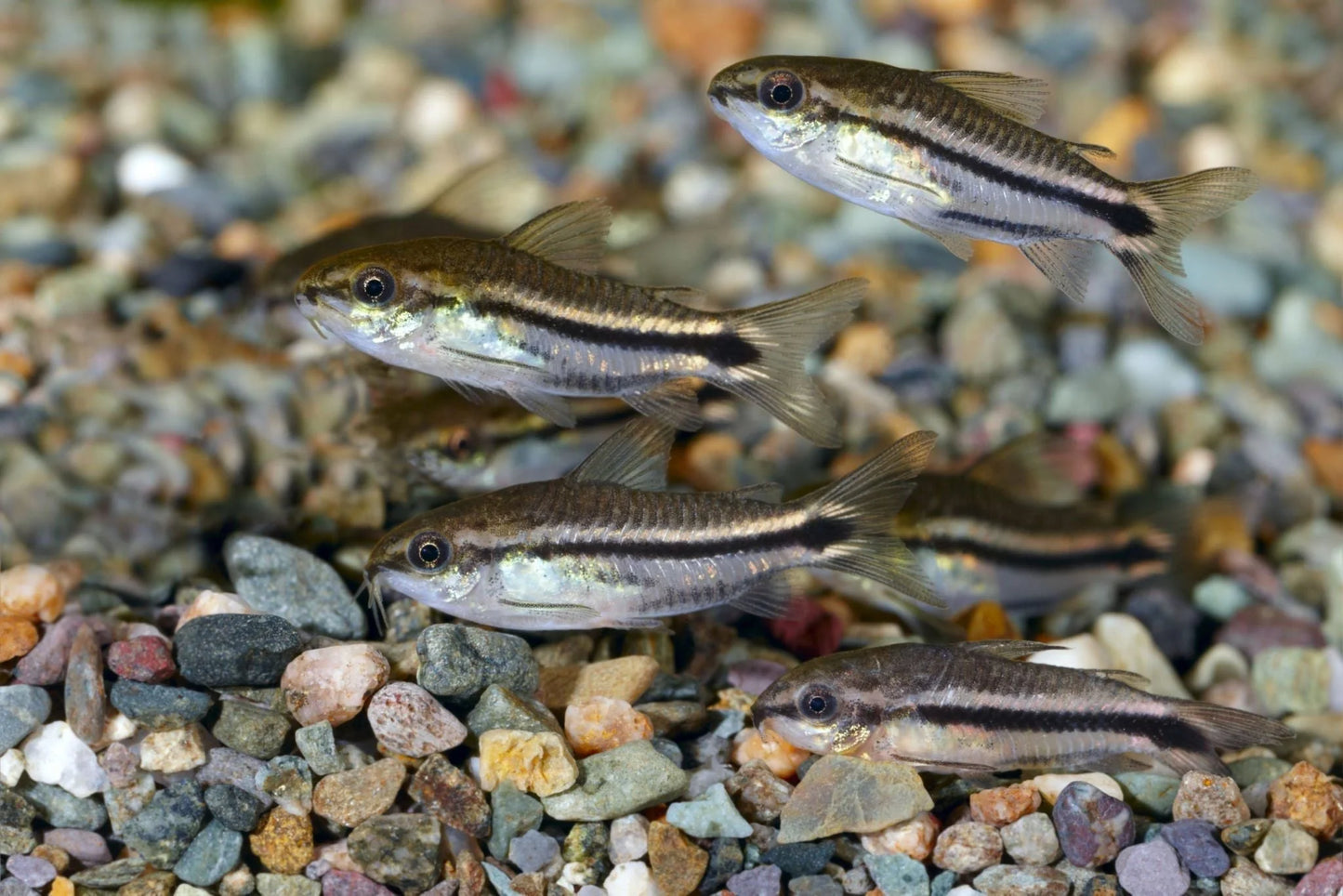 Pygmy Cory - Locally Bred