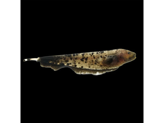 Golden Ghost Knife Fish