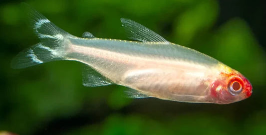 Golden Rummynose Tetra