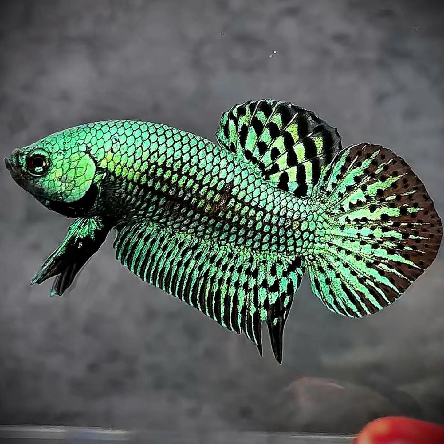 Halfmoon Alien Betta - Male