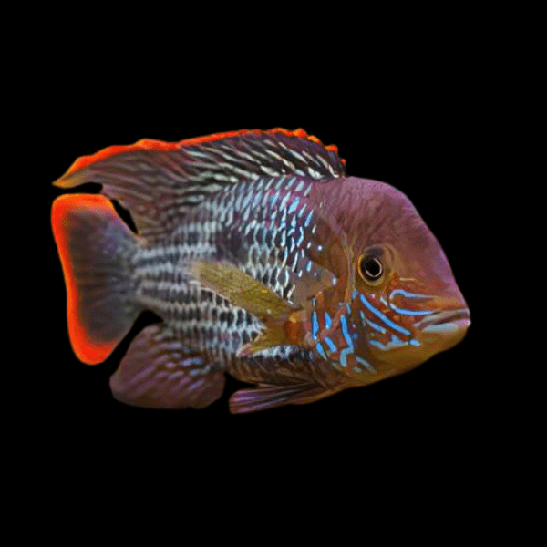 Cichlid - Green Terror