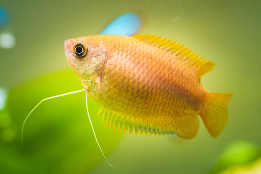 Dwarf Yellow Honey Gourami