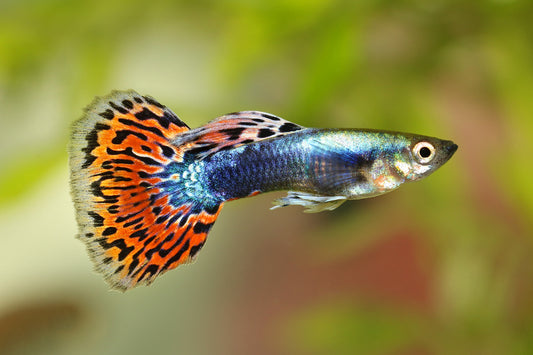 Guppy - Mixed Colors