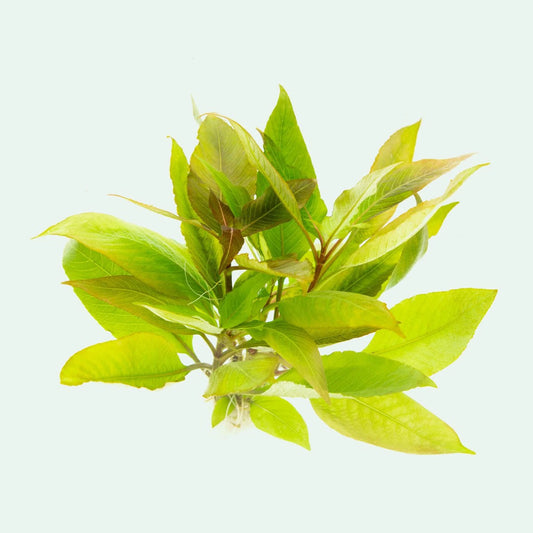 Hygrophila Corymbosa 'Compacta' (Temple plant, Giant hygro, Starhorn, Nomaphila corymbosa, and Nomaphila stricta)
