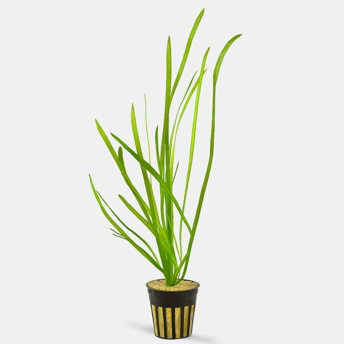 Potted Fish Italian Val - potted - 🟢 EASY – Wet Pets Aquatics