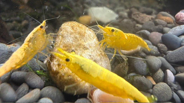 Yellow Goldenback Shrimp - Locally Bred