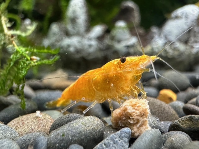Yellow Goldenback Shrimp - Locally Bred