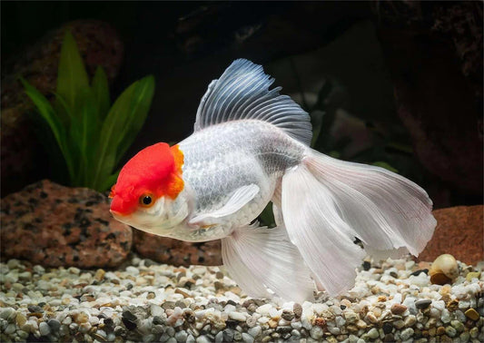 Red Cap Oranda Goldfish