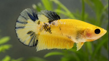Hellboy Yellow Plakat Betta - Male