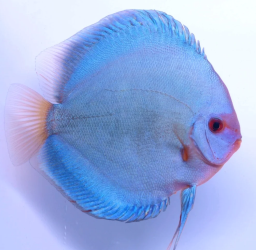 Blue Diamond Discus