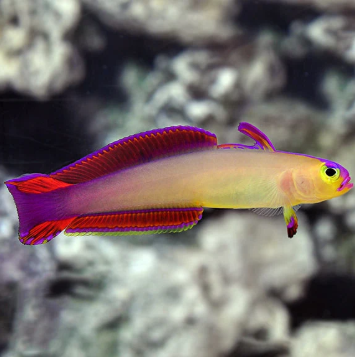 Exquisite Firefish