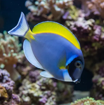 Hybrid Powder Blue × White Cheek Tang, approximately 4 inches
