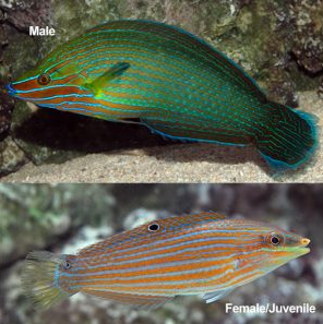 Blue Lined Wrasse male and female juvenile coloration
