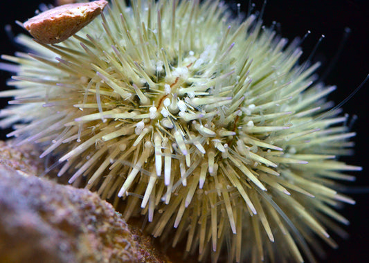 Short Spine Sea Urchin