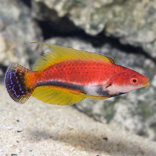 Filament Fin Fairy Wrasse