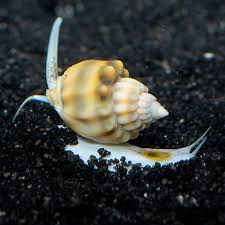 Super Nassarius Snail