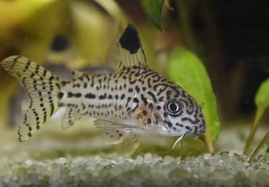 Julii Corydoras