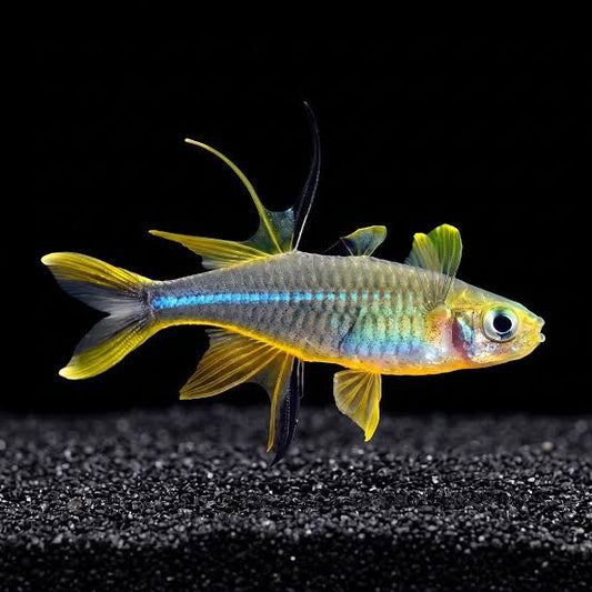 Celebese Rainbowfish