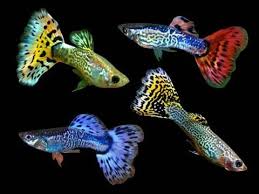 Assorted Snakeskin Guppy - Male